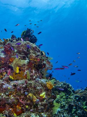 Image post by @natgeopristineseas on Instagram