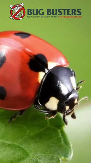 Video post by @bugbustersusa on TikTok