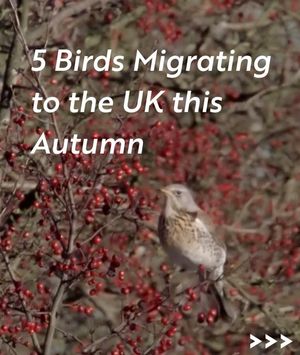 Image post by @rspb on Instagram