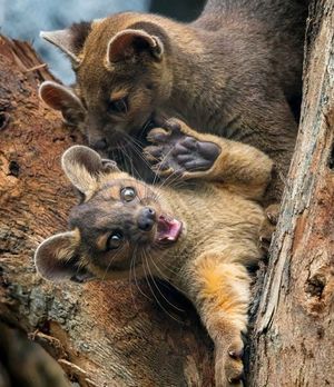 Image post by @sandiegozoo on Instagram