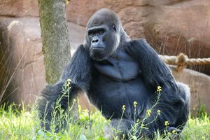 Image post by @detroitzoo on Instagram