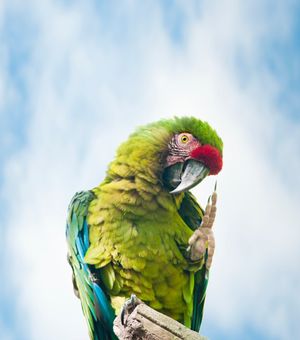 Image post by @AnimalPlanet on Twitter