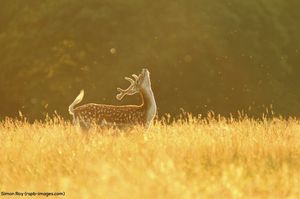 Image post by @rspb on Instagram
