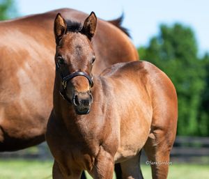 Image post by @thoroughbred_daily_news on Instagram