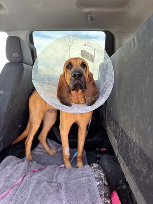 Image post by @mnwildpup on Instagram