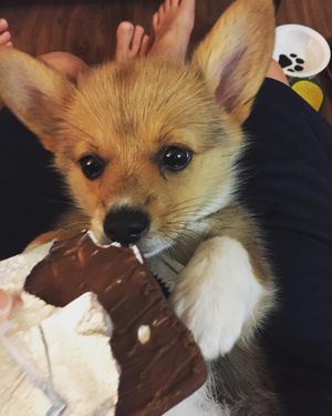 Image post by @aircorg on Instagram