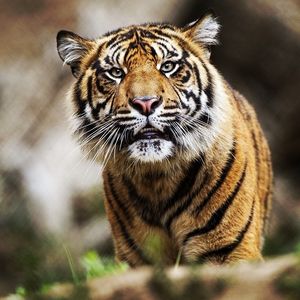 Image post by @sandiegozoo on Instagram