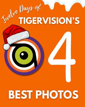 Image post by @cutigervision on Instagram