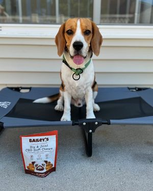 Image post by @pupfluence on Instagram