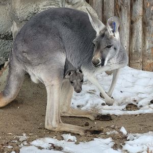 Image post by @detroitzoo on Instagram
