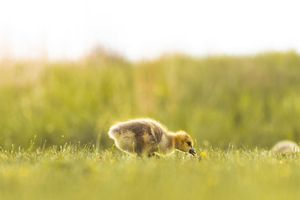 Image post by @alexdebuhrphoto on Facebook