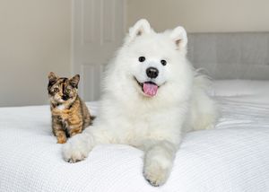 Image post by @littlebearlumi on Instagram