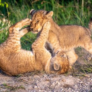 Image post by @animalplanet on Instagram