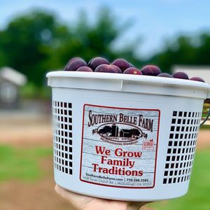 Image post by @southernbellefarm on Instagram