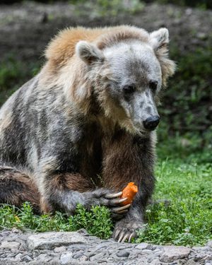 Image post by @thetorontozoo on Instagram