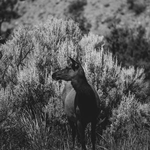 Image post by @joshellenburg on Instagram
