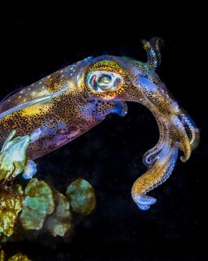 Image post by @sealegacy on Instagram