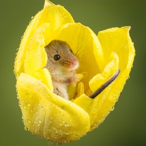 Image post by @animalplanet on Instagram