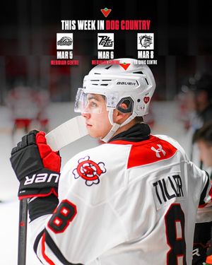 Image post by @ohlicedogs on Instagram