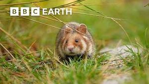 Video post by @bbcearth on YouTube