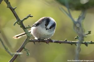 Image post by @rspb on Instagram