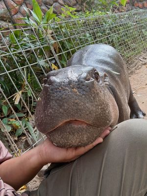 Image post by @khamoo.andthegang on Instagram