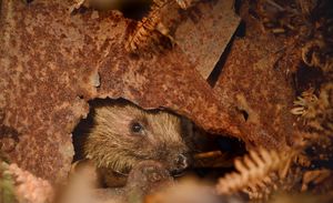 Image post by @rspb on Instagram