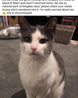 Image post by @bestforpetsmelb on Instagram