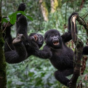 Image post by @animalplanet on Instagram