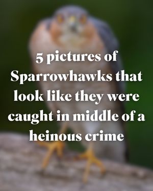 Image post by @rspb on Instagram