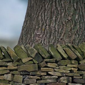 Image post by @rspb on Instagram