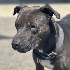 Image post by @whitmanpets on Instagram