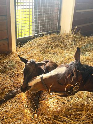 Image post by @godolphin on Instagram