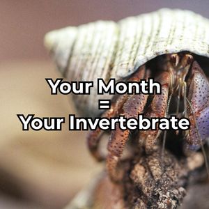 Image post by @butterflypavilion on Instagram