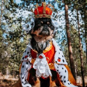 Image post by @drhempdog on Instagram