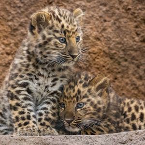 Image post by @sandiegozoo on Instagram