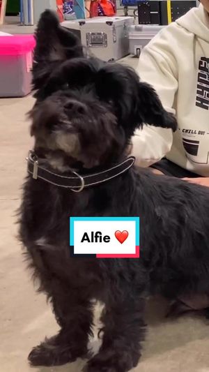 Video post by @cbbc on TikTok