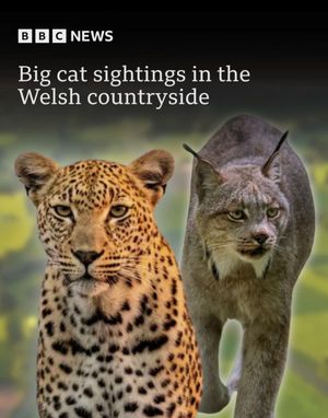 Video post by @bbccymruwales on TikTok