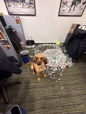 Image post by @mnwildpup on Instagram