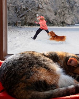 Image post by @evolvepetfood on Instagram