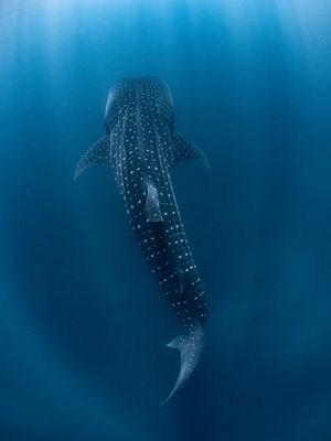Image post by @discovery on Instagram
