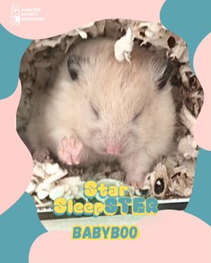Image post by @hamstersociety.sg on Instagram
