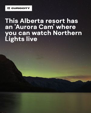 Image post by @curiocitycalgary on Instagram