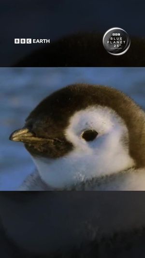 Video post by @bbcearth on TikTok