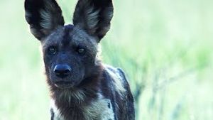 Video post by @bbcearth on YouTube
