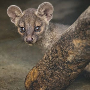 Image post by @sandiegozoo on Instagram