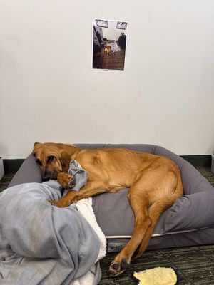 Image post by @mnwildpup on Instagram