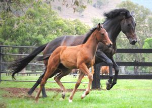 Image post by @FlemingtonVRC on Twitter