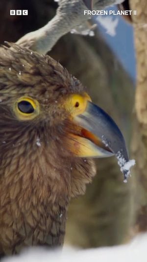 Video post by @bbcearth on Instagram