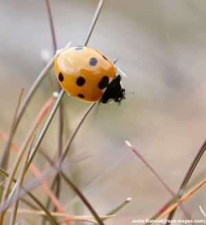 Image post by @rspb on Instagram